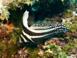 Juvenile Spotted Drumfish IMG 7778